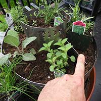 finger pointing to dam placement in an herb spiral garden